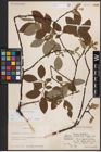 Foto von Salix caprea L.